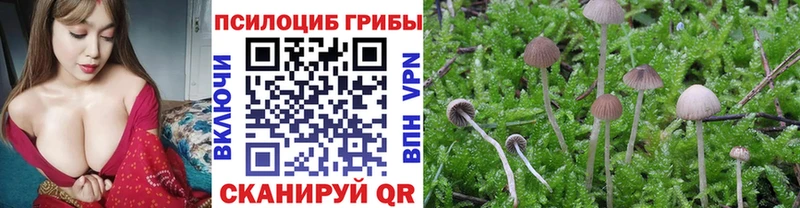 Псилоцибиновые грибы Psilocybine cubensis omg как зайти Мглин